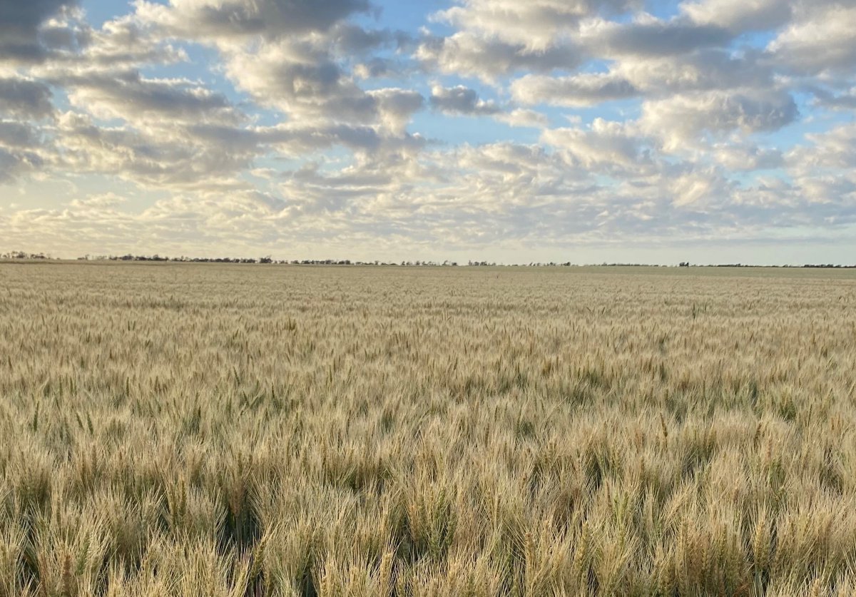🤔Did you know that 2022 was a record year for Australian agricultural exports? 

The largest increases were to countries in South-
East Asia, the Middle East and North Africa regions.

Read the snapshot to learn more: agriculture.gov.au/sites/default/…

#TradeTips #AusAgTrade

📸: Meg Rice