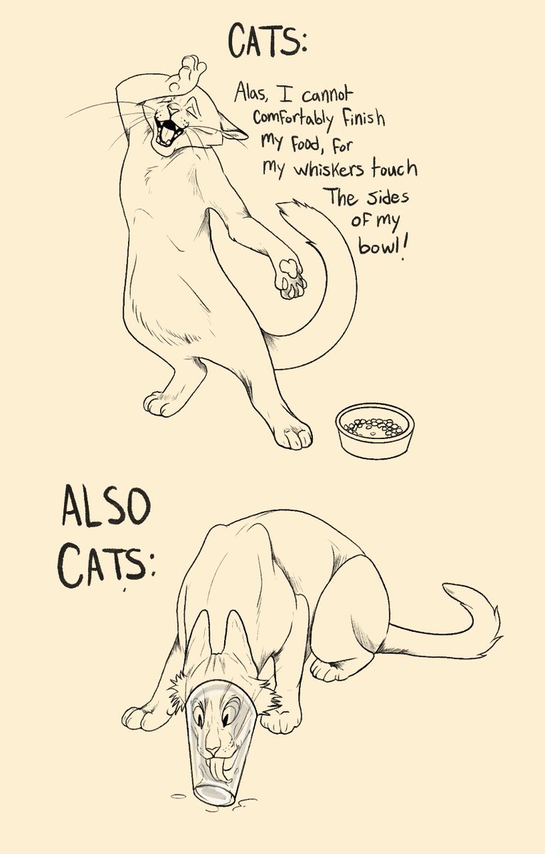 Zooophagous's tweet photo. "Whisker fatigue." Sure. Whatever you say, cat. https://t.co/xxWyik73Gx