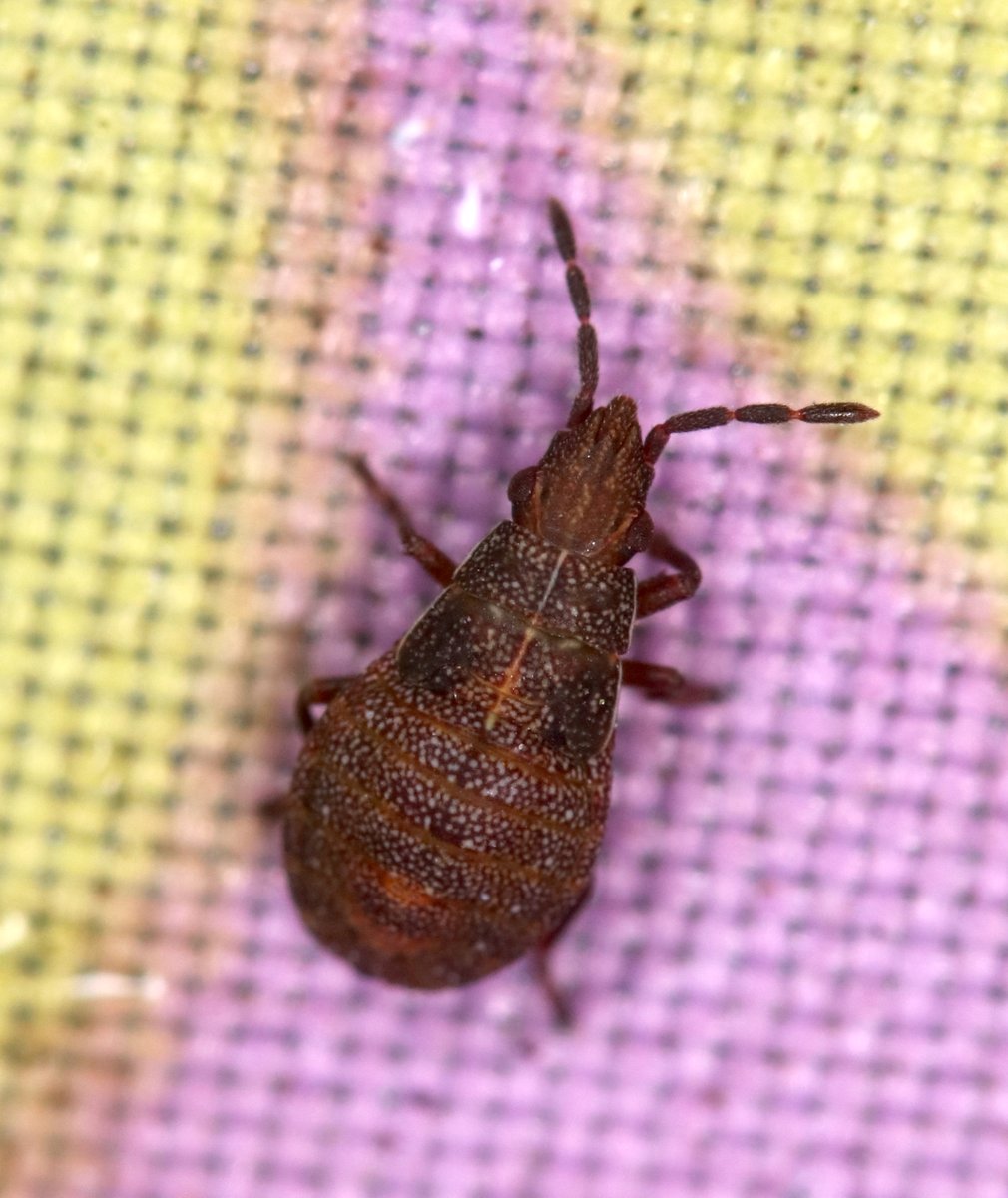 Mr_foxall's tweet photo. @rockwolf74 Is this OK for Orsillus depressus nymph? Beaten from Lawson cypress in Shrewsbury today (15 March 2023). I've never seen the nymph before so I'm not really sure. Thanks! ^Simon https://t.co/1xk9keTJ7V