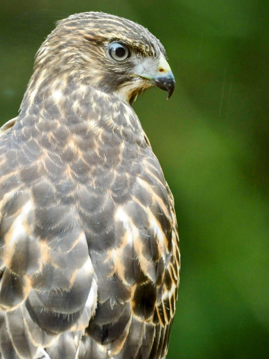 Broad Winged Hawk.
.
.
.
#birding #birdwatching #birdphotography #birdsofinstagram #birdlovers #birds #birdstagram #birdingphotography #birdlife #bird #bestbirdshots #nuts_about_birds #birdfreaks #wildlifephotography #bird_brilliance #your_best_birds #birds_captures