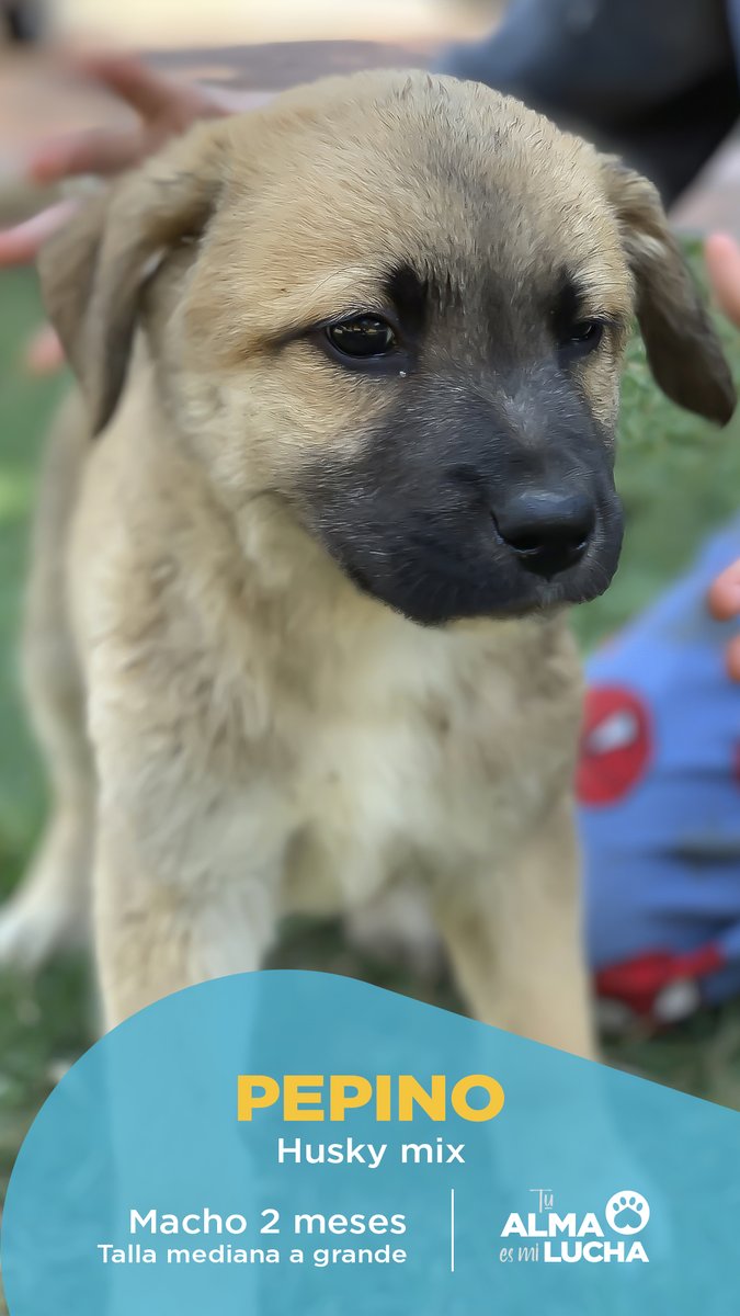 tualmaesmilucha's tweet photo. #AdoptaNoCompres #petcare #adoptable @PetcoMexico @perritosmexico https://t.co/Wg9SQIFLJZ