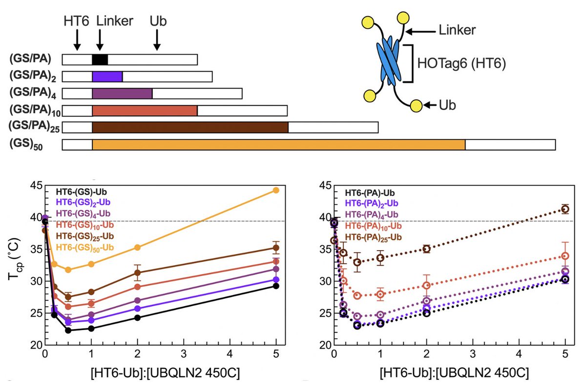 Castaneda Lab (@castaneda_lab) on Twitter photo Interested in designing ligands to optimize phase separation of scaffolds in condensates? With <a href="/SchmitBiophys/">Jeremy Schmit</a>, we dived into this problem using designed tetraubiquitin ligand hubs, and combined theory and experiment to uncover molecular rules - learn more: biorxiv.org/content/10.110… Interested in designing ligands to optimize phase separation of scaffolds in condensates? With <a href="/SchmitBiophys/">Jeremy Schmit</a>, we dived into this problem using designed tetraubiquitin ligand hubs, and combined theory and experiment to uncover molecular rules - learn more: biorxiv.org/content/10.110…
