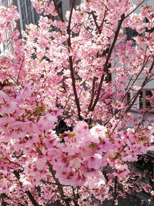 渋/谷の桜がきれい〜センセェはよでてきてゆじを満開の下で抱きしめろ 