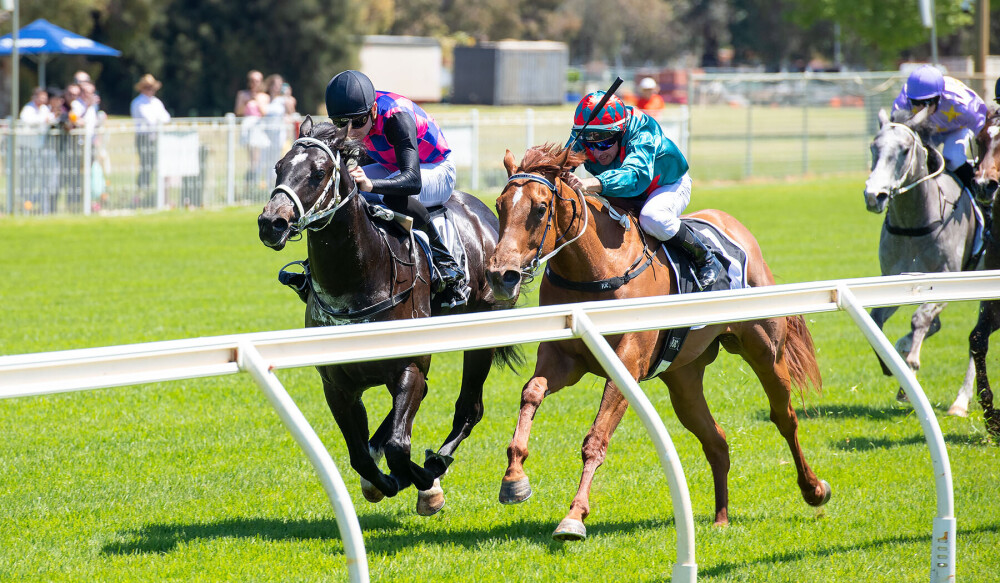 Racing WA Thoroughbred (@racingwa_tbreds) on Twitter photo "I think race over unraced is a massive advantage."
Simon Miller on why he thinks Live To Tell has the edge over stablemate Prospector's Pick in Supremacy Stakes. bit.ly/3YSV4yu <a href="/santassnippets/">Julio Santarelli</a> <a href="/TAB_touch/">TABtouch</a> <a href="/TABradio/">TABradio</a> <a href="/WesternRacepix/">Western Racepix</a> "I think race over unraced is a massive advantage."
Simon Miller on why he thinks Live To Tell has the edge over stablemate Prospector's Pick in Supremacy Stakes. bit.ly/3YSV4yu <a href="/santassnippets/">Julio Santarelli</a> <a href="/TAB_touch/">TABtouch</a> <a href="/TABradio/">TABradio</a> <a href="/WesternRacepix/">Western Racepix</a>