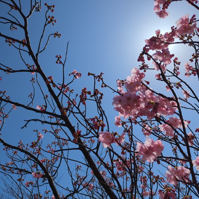 久しぶりに昼間に散歩してるけどなんかサルの進化系みたいな生き物がいっぱいいてヤダ 
