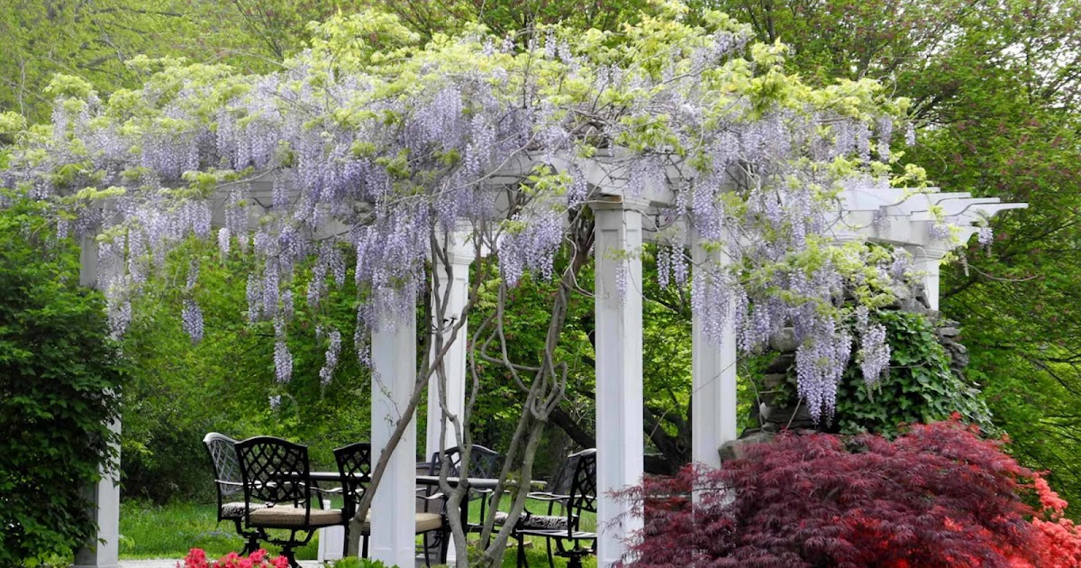 Pergola Dreams dlvr.it/SkycfW