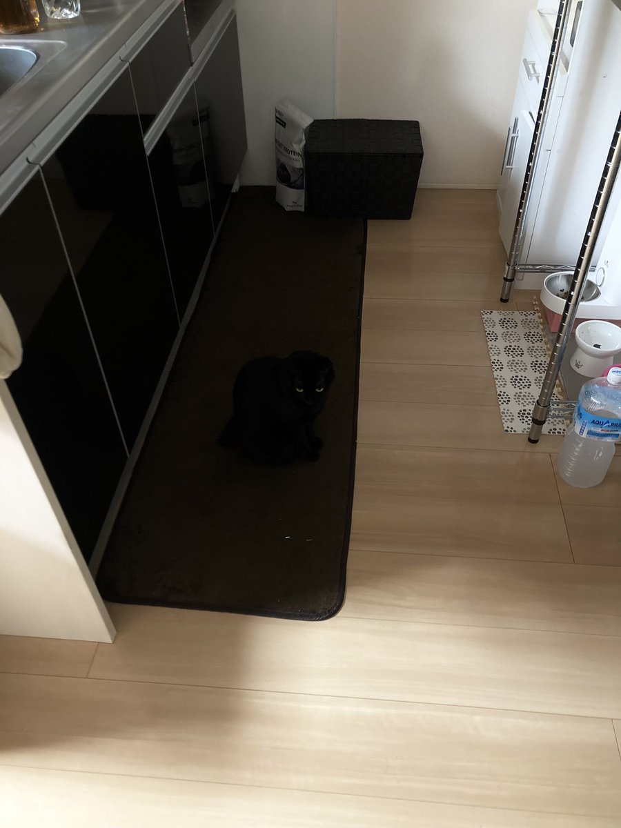 ArmstrongQuill2's tweet photo. There is no cat in this image

#pet #cat #dog #pets #kitten #love #CatsOfTwitter #CatsAreFamily #funny #CatsOnTwitter #Lovely #memes  #Cuteanimals #chatgpt #gpt #gpt4 #CatsAreFamily #CuteCats #AIArt #ART https://t.co/Ey2waWZsSj