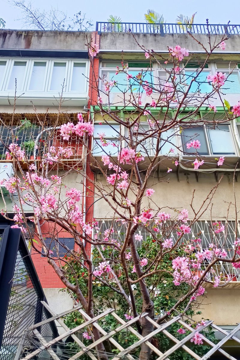 🌸🌸🌸一足早いお花見🌸🌸🌸 ある日、街歩きを楽しんでいたら、ピンクのかわいい花をつけた桜を発見🌸 日頃は花より団子派ですが、やっぱりきれいなお花を見ると気分が上がります🍡 ちなみにMRT中山駅の新光三越前には桜の飾りがありました～！台湾人も桜が好きですよ🌸