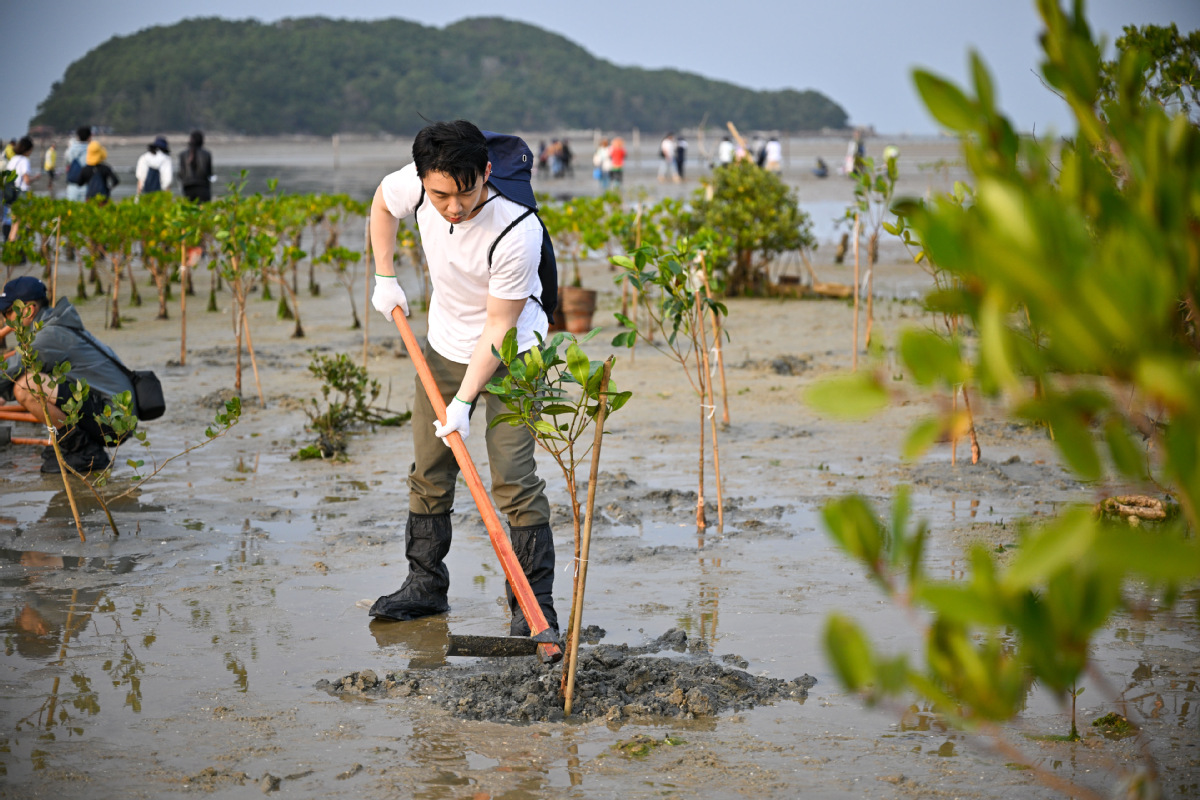 iGuangdong's tweet photo. 🌏💚 The French cognac brand @martell launched the second phase of its mangrove conservation project at Hailing Island National #Mangrove Wetland Park, #Yangjiang, in #Guangdong province recently, aiming to restore a total of 3.76 ha of mangrove #wetlands. #EcoGD @GreenChina2030 https://t.co/gMkgkbNTa8