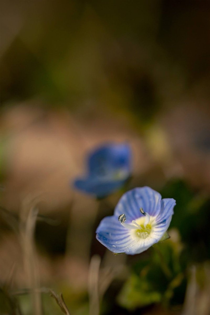 ArukasFoto's tweet photo. ホトケノザ?
#マイタムロンレンズ
#タムキュー
#F017 S
#マクロ
#花
#macro
#flower
#flowers
#flower_beauty_pics
#flower_beauties
#japancamera_photo https://t.co/ifIpB6ctzU