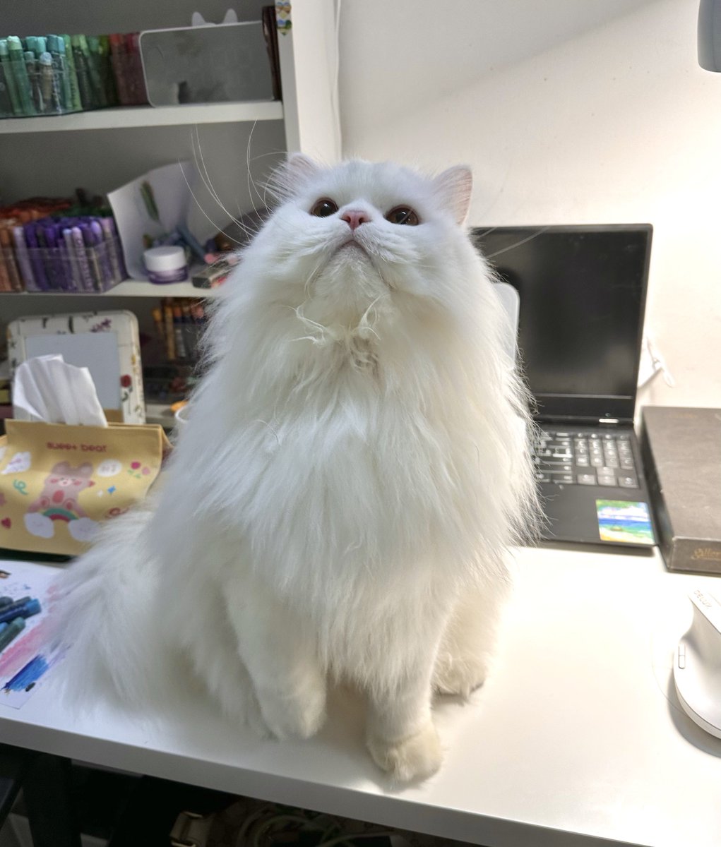 นีนี่ฮุนฮุนเป็นน้องพี่หมี🐻🐱 tweet media