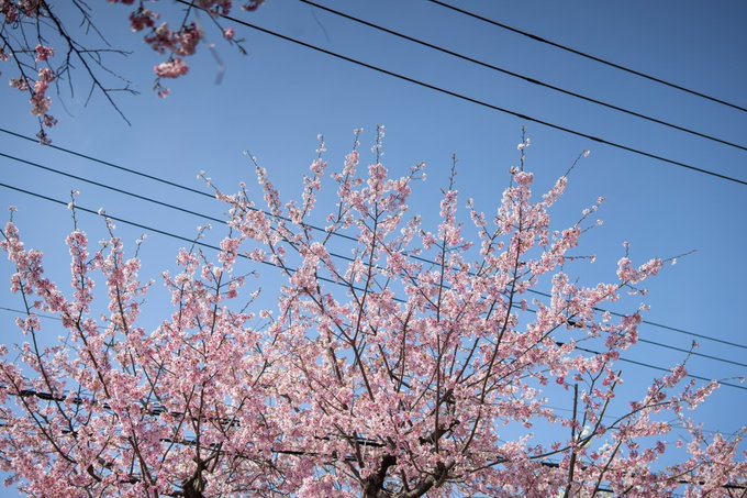 桜が早いところだとそろそろ咲き始め
春を感じる🌸🌸 