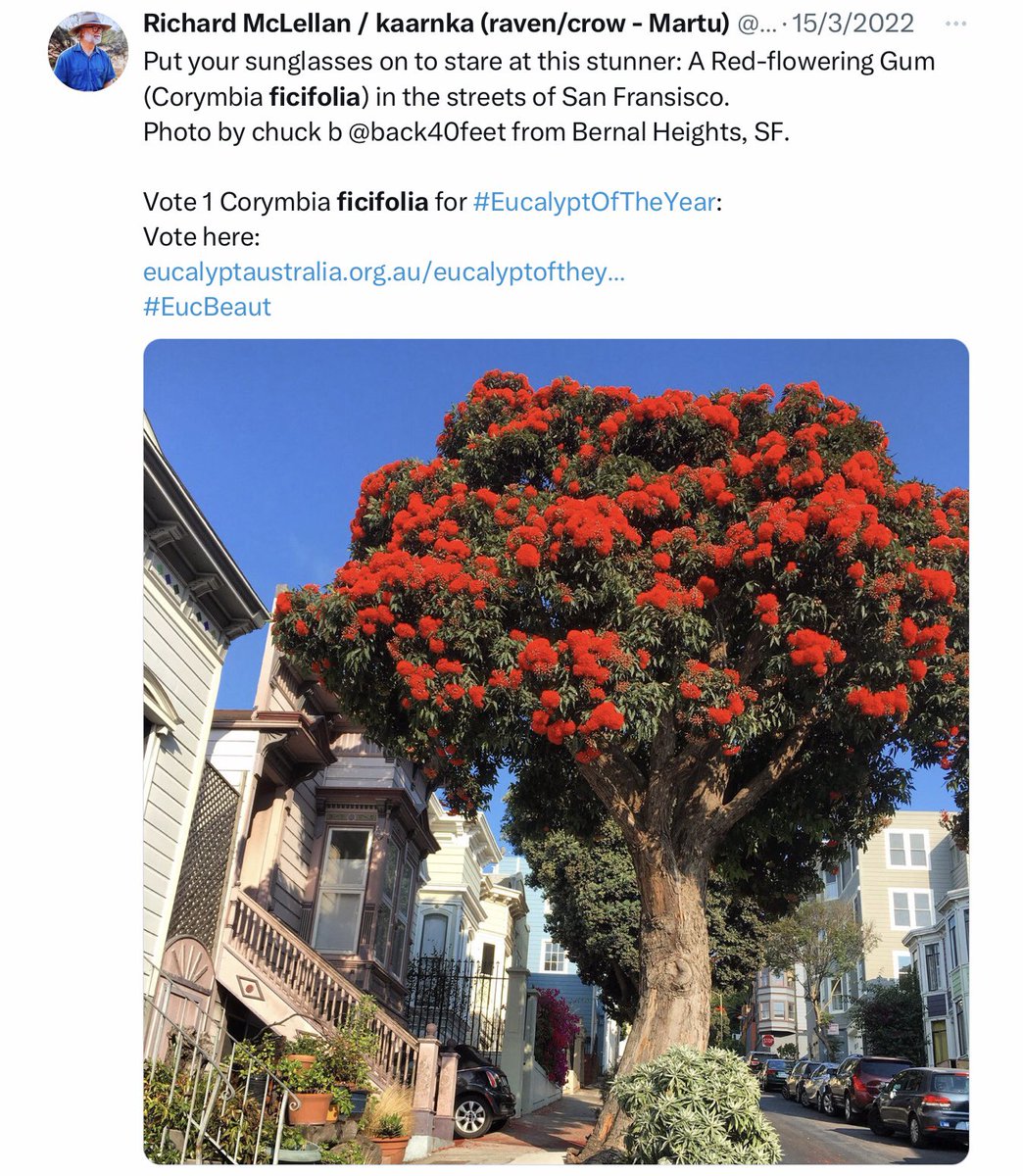 The Red-flowering Gum: loved all across Australia … and just about everywhere else in the world.
Vote 1️⃣ for the Red-flowering Gum (Corymbia ficifolia) for 2023 #EucalyptOfTheYear
Vote here: surveymonkey.com/r/C8YT83X
#FriendsOfFicifolia