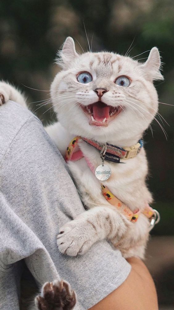 HELLO, HAVE A GREAT DAY!!🥰
#cat #cats #gorgeouslook #whitecat #pretty #viral #trendingnow