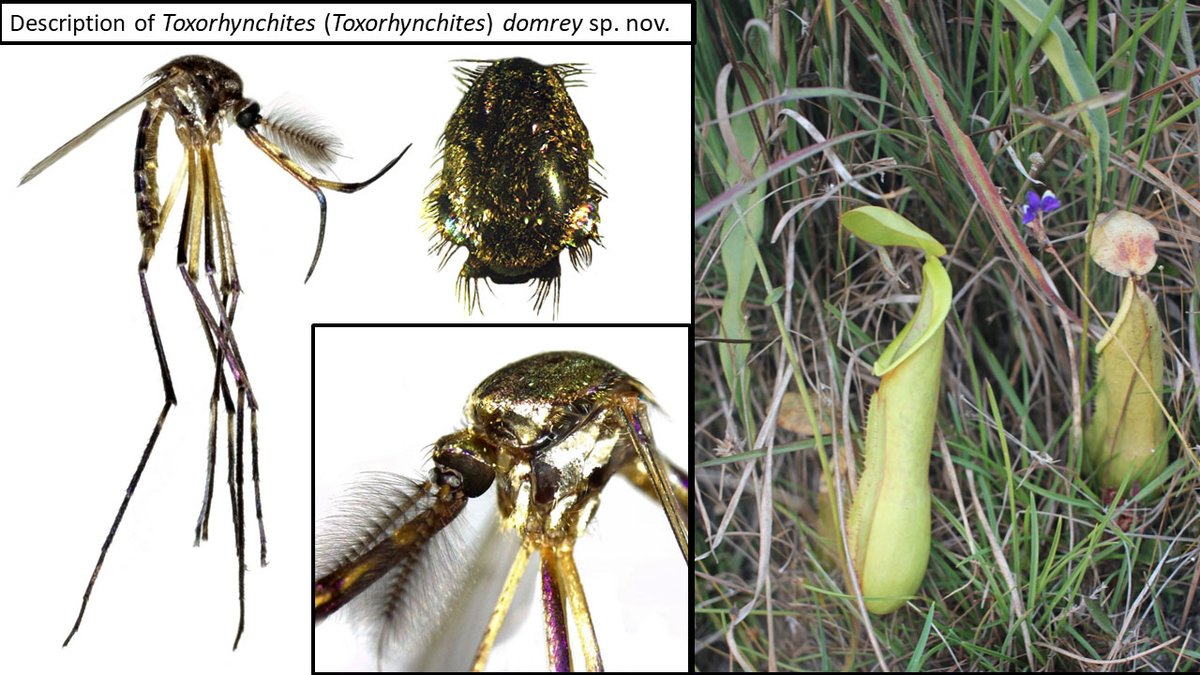 During an expedition in Rattanakiri and Kirirom National Parks, the Medical and Veterinary Entomology team collected inside Nepenthes pitchers, an endangered carnivorous plant, a new species of elephant mosquito. 
#nepenthes #biodiversity #Diptera #Cambodia #Mosquito #Entomology