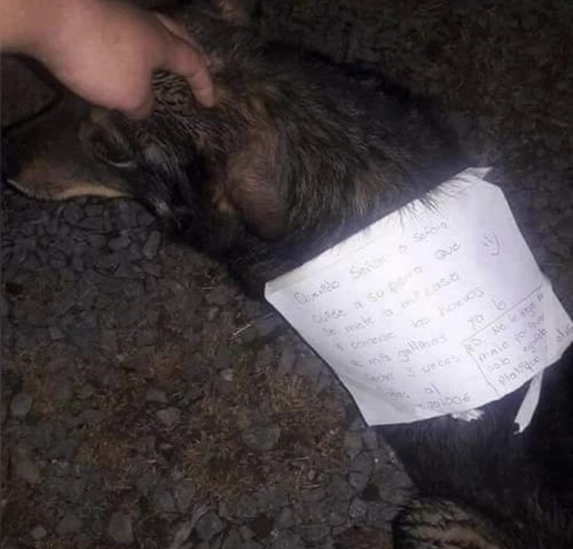 Sra_Fifi's tweet photo. Imagínate que tu perro se va de vago y cuando regresa a tu casa, trae una nota acusándolo por travieso 😂😂 https://t.co/SFsI78L0YM