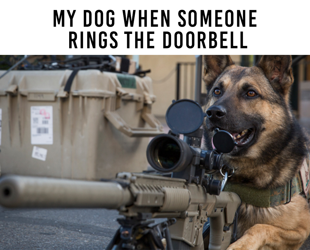 NineLineApparel's tweet photo. He was doing a great job...until the intruder had Scooby Snacks.

#ninelineapparel #militarymeme #militaryhumor #MWD #militaryworkingdog #sniperdog #dogmemes #veteranhumor

[Image credit: USMC] https://t.co/QT3FrFCCAi