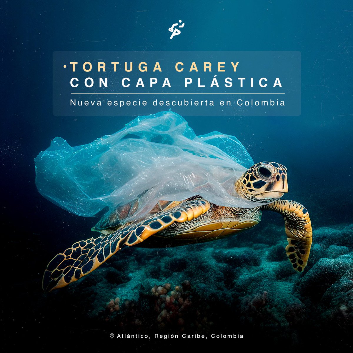 GaboGrafico's tweet photo. Trabajemos juntos por un Mundo Sin Plástico, las especies lo estan pidiendo a gritos. 

#MundoSinPlástico https://t.co/tX2Rf3vmZj