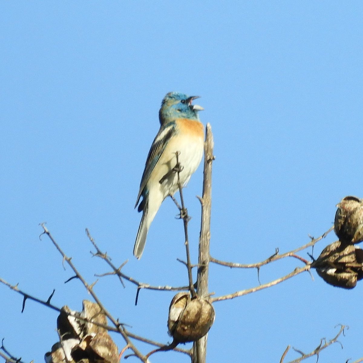 enicurus tweet picture