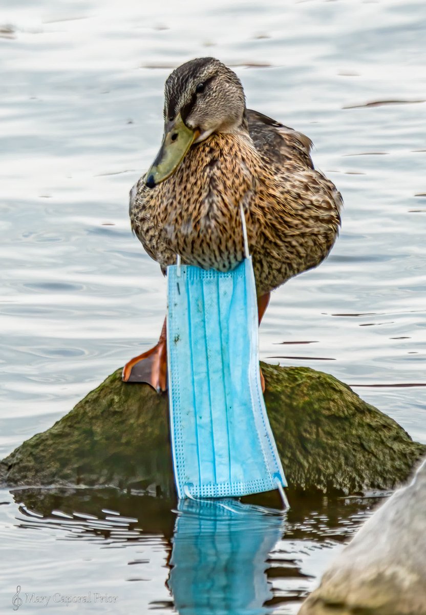 How many masks do you think you've worn throughout the COVID-19 pandemic?😷

Living through the global pandemic led to an increase in mask usage, but it's important to remember the impact this has on the environment, especially for wildlife. 🌎