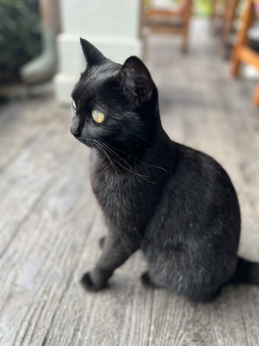 Jenny Lawson tweet media