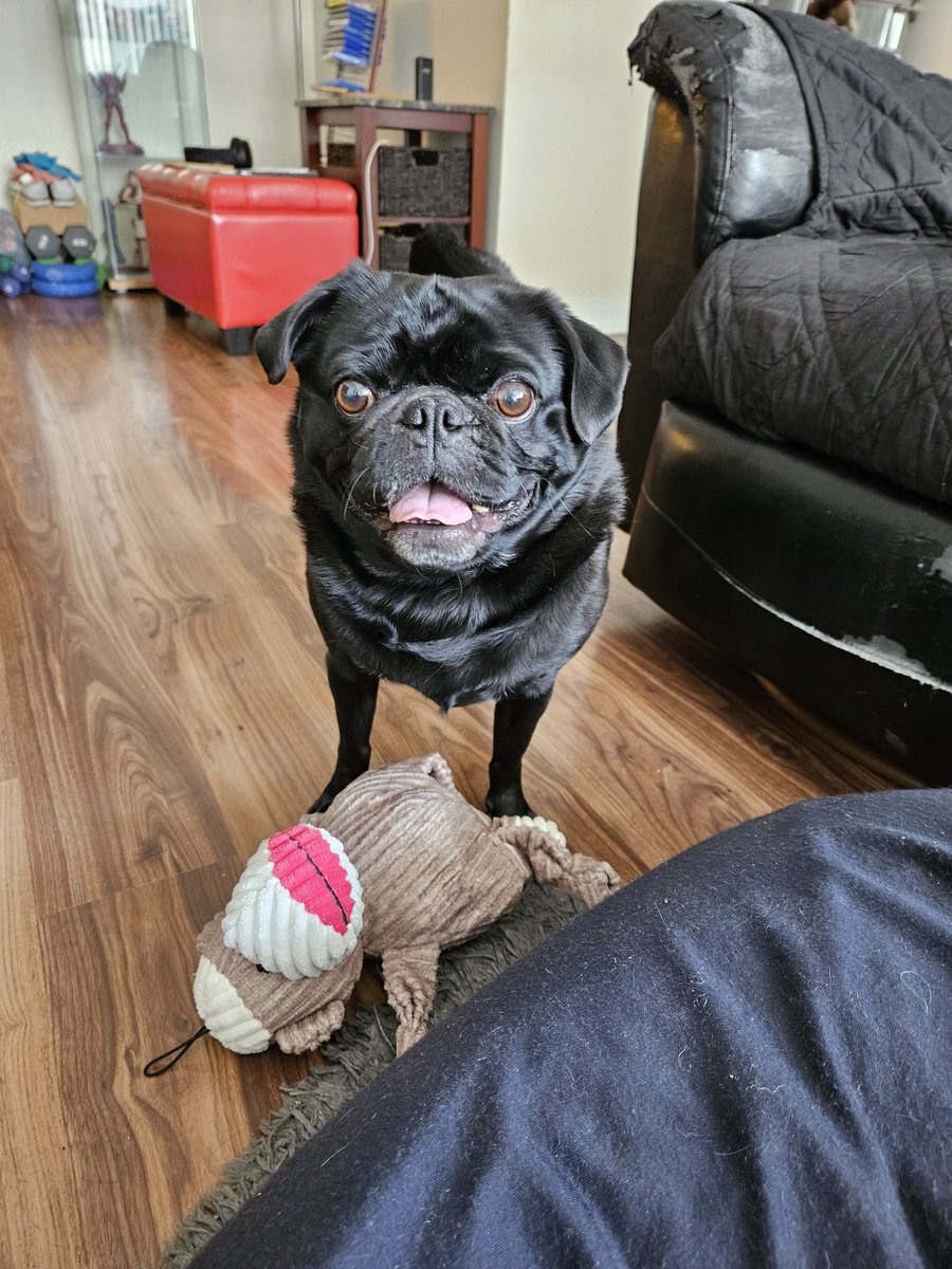 nerissa_ann's tweet photo. @ScribblePug #PUGTALK
Ferguson here 👋🏼 
Sorry so late...blame Mami https://t.co/7UiufVh6jz