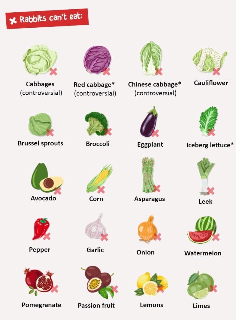 Safe Vegetables for Rabbits to Eat: Top Nutritious Choices
