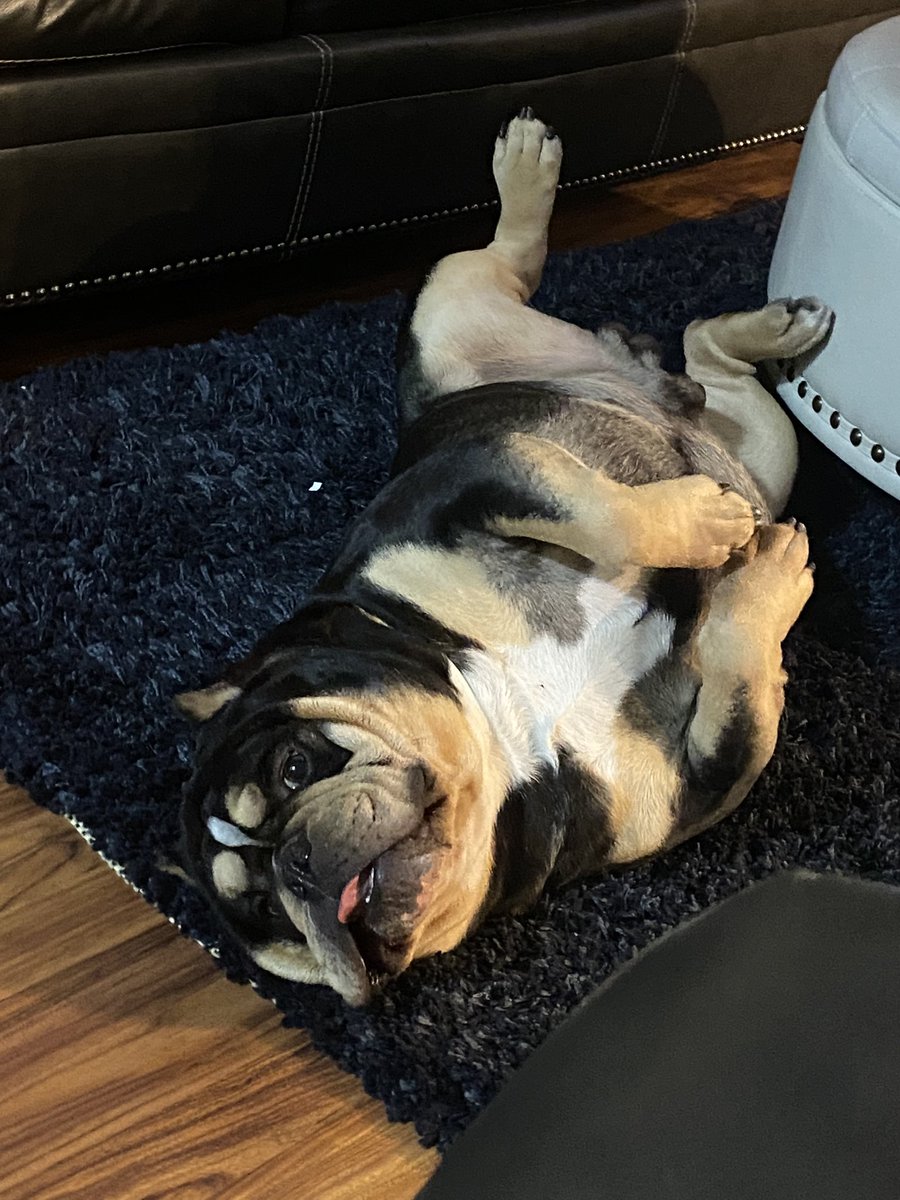 demetrio_amador's tweet image. @AyoB8374 @PastranaBrand @elonmusk  #Doc #dogofcrypto #tocute #americanbully