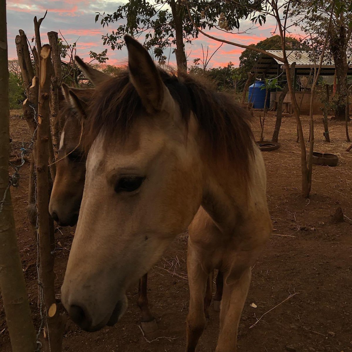 MiradorGalan's tweet photo. Cuando hay bonitos atardeceres, aprovechamos para sacar bonitas fotos 🌅

Son los momentos de paz que nos encantan, verlos disfrutas su vida, simplemente. 🧡 https://t.co/jyALTI7KdQ