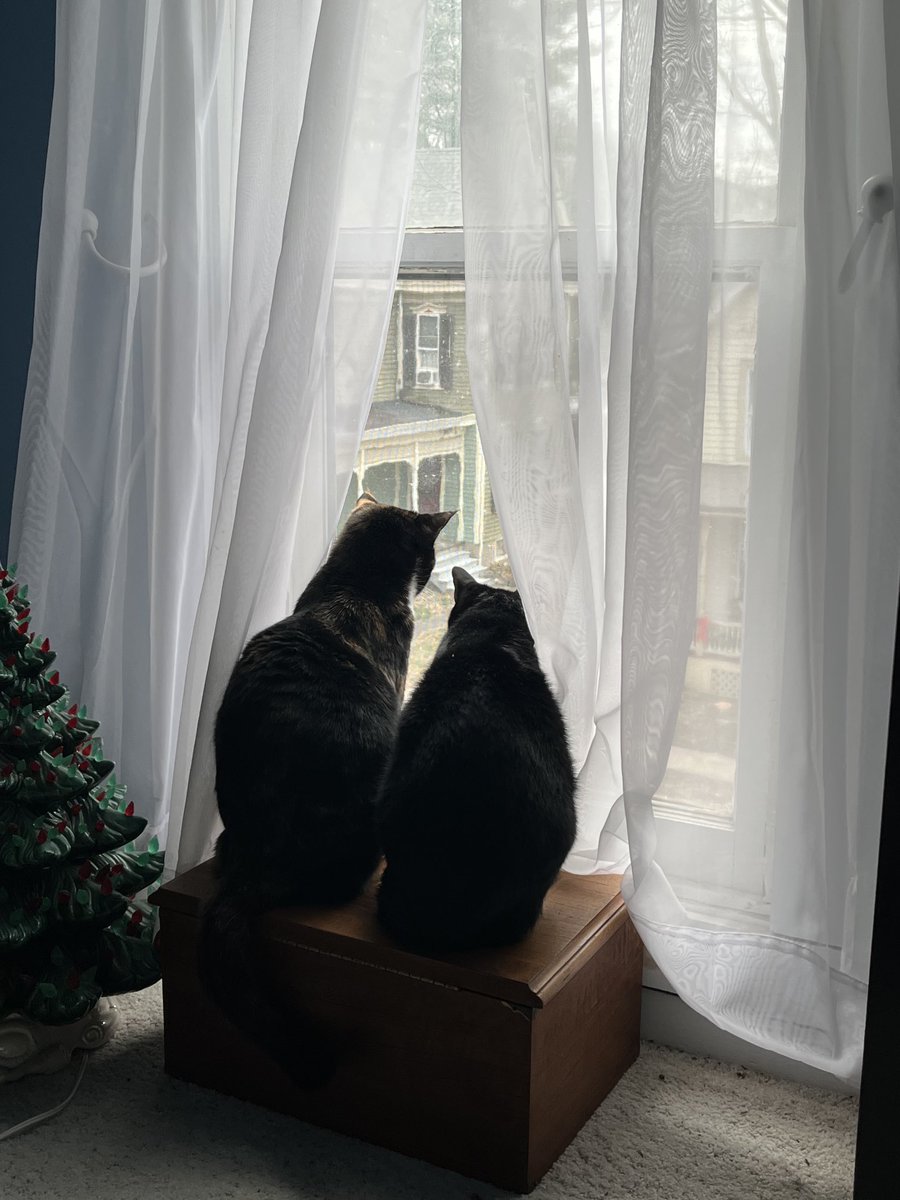 apocalypsekate's tweet photo. When will my Jasmin return from the war? #BM100 #kittykontent https://t.co/Vkgg1ea7Nk