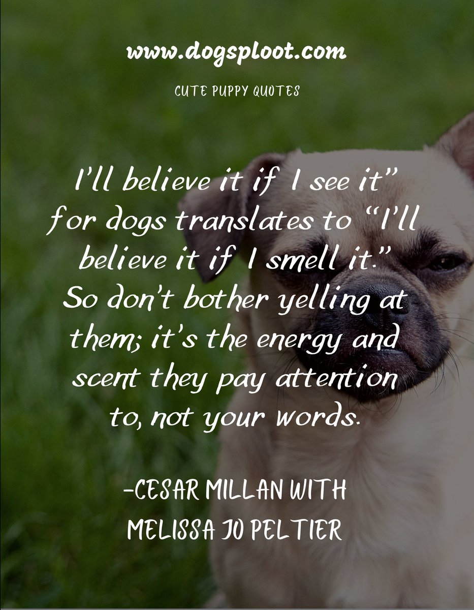#quote #pets #dogs #dogsofinstagram #petowners #humanconnection #petconnection #soulbound #smell #energy #dogcommunication