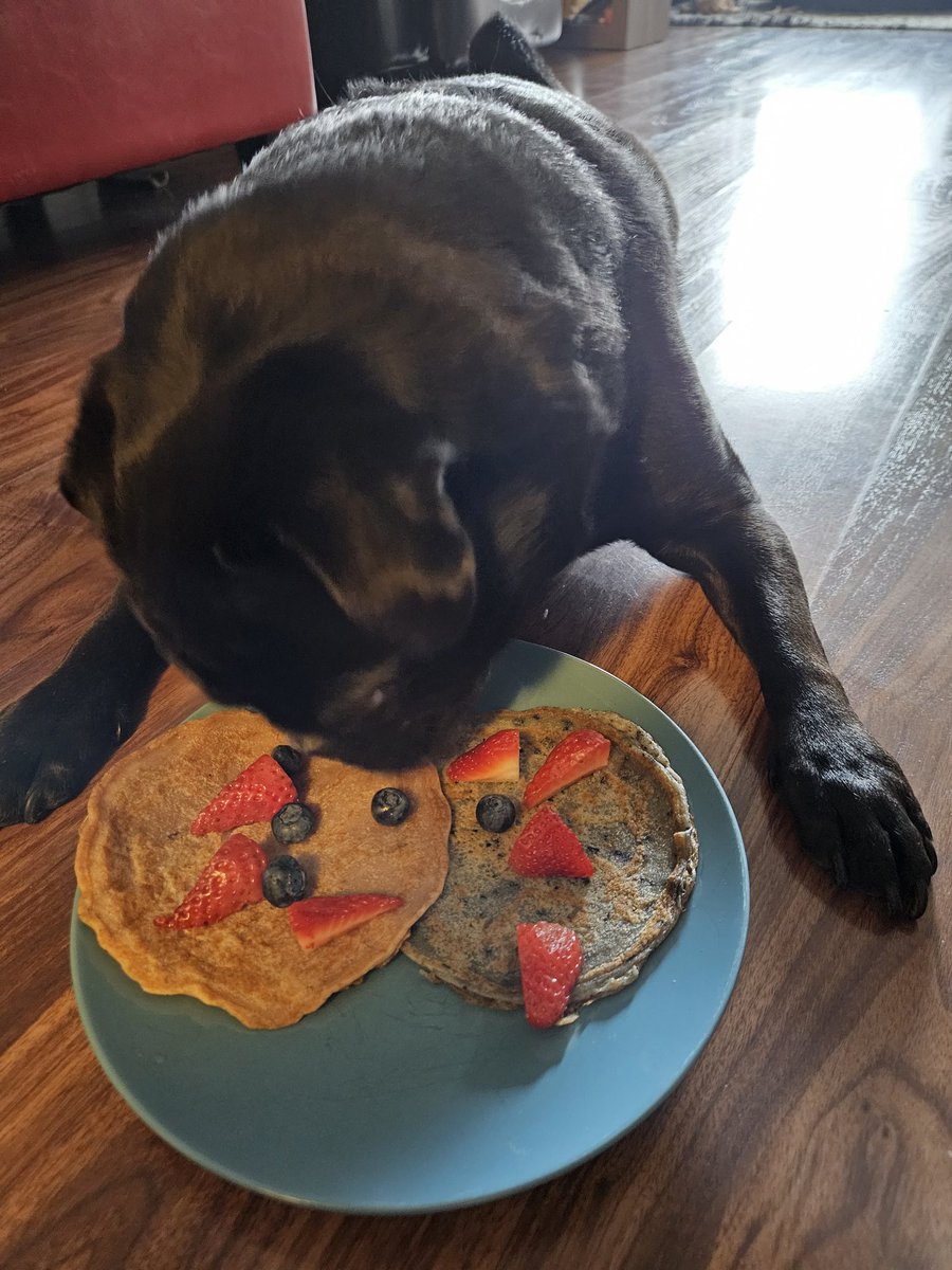 nerissa_ann's tweet photo. @ScribblePug #pugtalk

I love coconut pancakes with berries 
#comfortfood Mami makes them if they stay out late/long the previous night. https://t.co/NioHgGzI0W