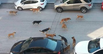 #KöpeklerToplanacak sokak köpekleri yalnız değil çok doğru. genelde gruplar halinde geziyorlar