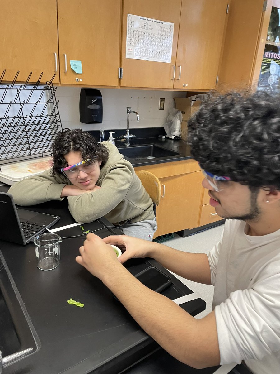 DisneySciNerd's tweet photo. Spinach leaf chromatography in freshman biology #mortarsandpestiles #bhsscience @Barnegat_HS #barnegatinspires #photosynthesisletsgetintothis https://t.co/CeyKIHh2Qg