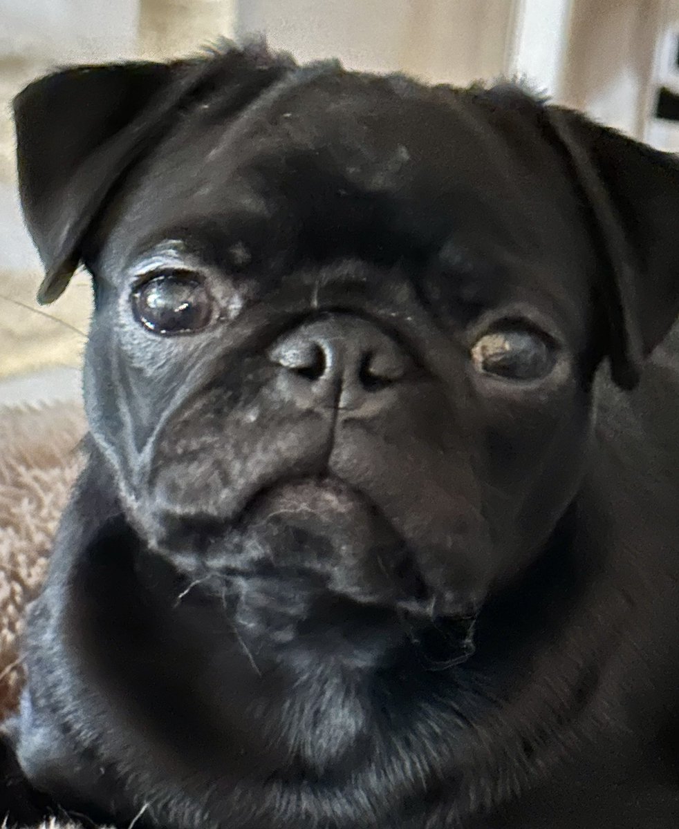 MapleThePug's tweet photo. @ericdresh @mravagna @MidWest_Dreamin Bacon says, “In reality we just want a session of pug zoomies &amp; smoochin’ all the people” https://t.co/eR45LsvZkp