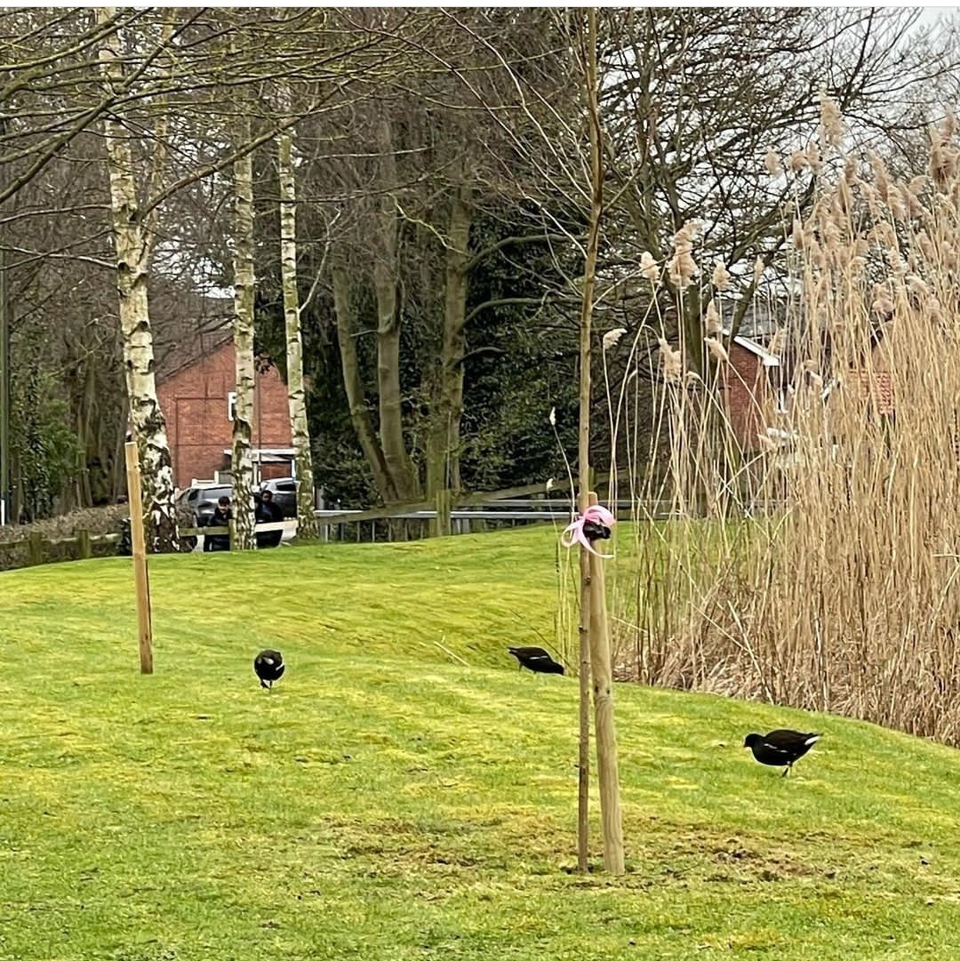 Angela M. Brommel tweet media