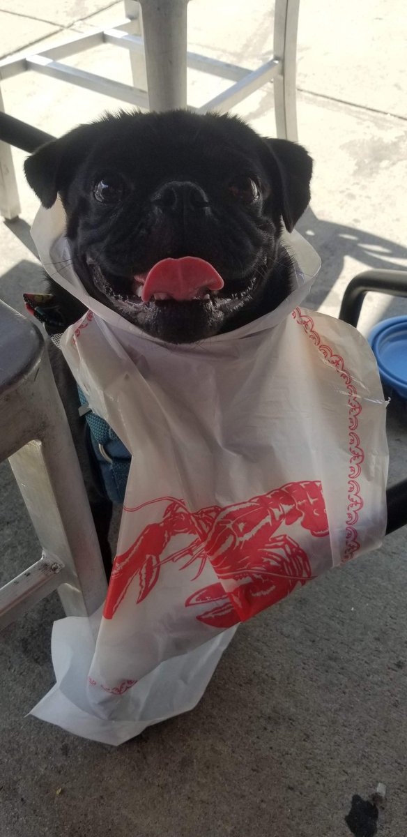 nerissa_ann's tweet photo. @ScribblePug #pugtalk we drove to Boston from Toronto 9hrs drive https://t.co/Rr8J7pFZeA