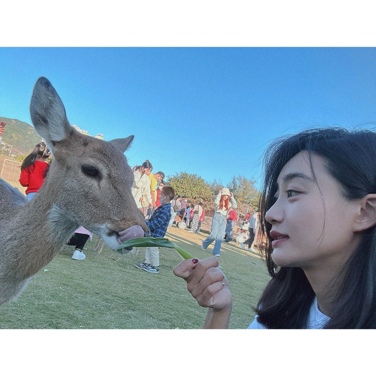 e19920406's tweet photo. #鹿境 #梅花鹿 #墾丁 #恆春 https://t.co/M4F3tCmqpZ
