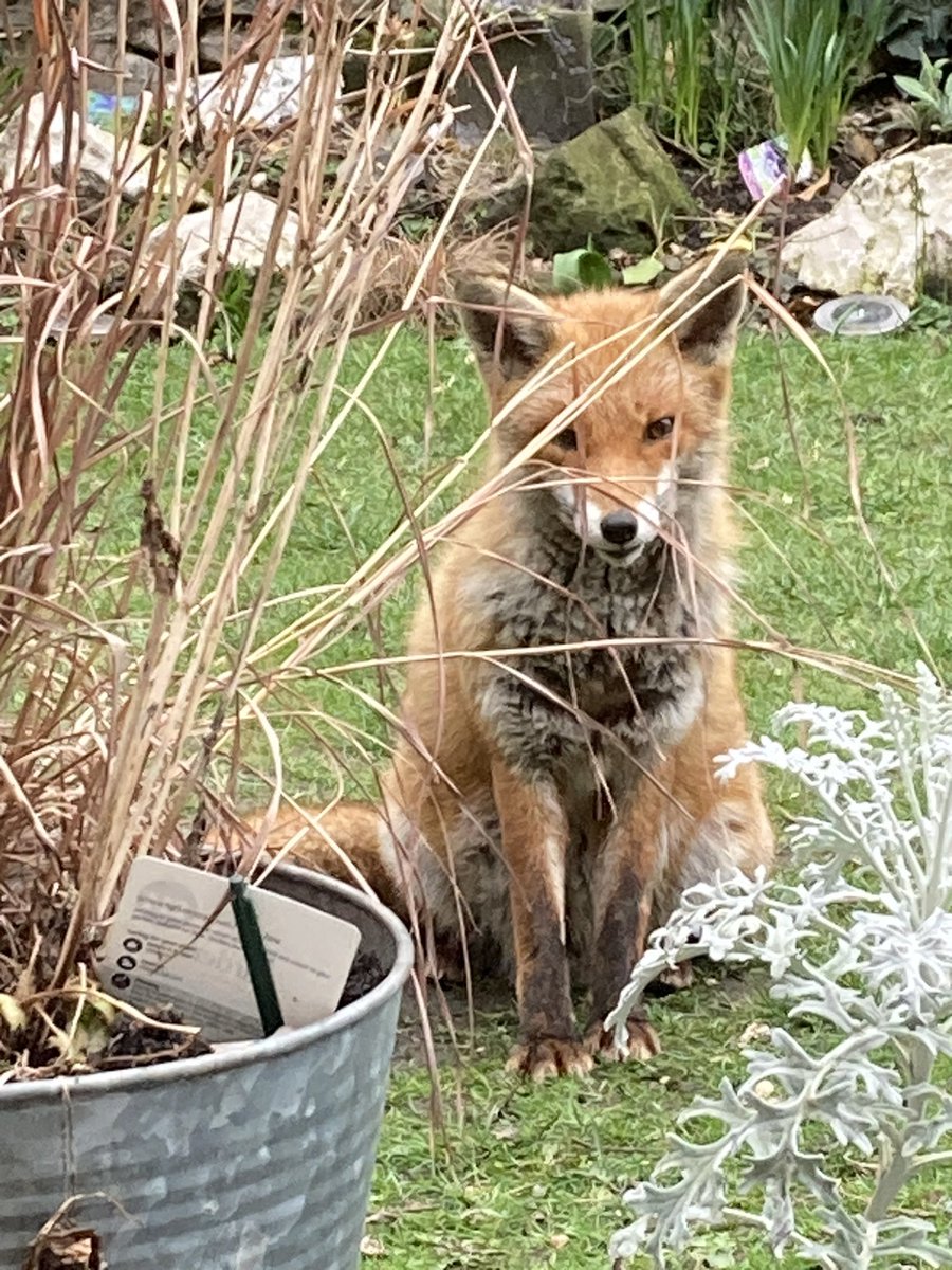 BrianICTI's tweet photo. #FoxOfTheDay https://t.co/nrc1uSRO8i