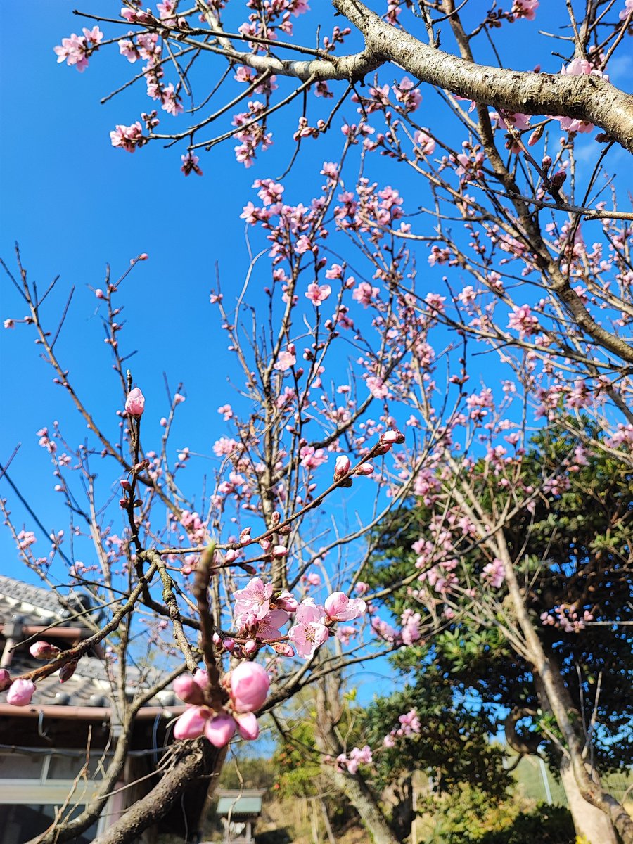 Madam_Fujiko's tweet photo. The peach blossoms on the premises of INASHIKI NEST have bloomed.😆✨

#INASHIKINEST
#farminn #guesthouse 
#近場の田舎 #農家民宿 #ゲストハウス https://t.co/6WM1JoSe6f