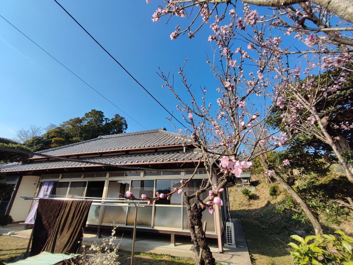 Madam_Fujiko's tweet photo. The peach blossoms on the premises of INASHIKI NEST have bloomed.😆✨

#INASHIKINEST
#farminn #guesthouse 
#近場の田舎 #農家民宿 #ゲストハウス https://t.co/6WM1JoSe6f