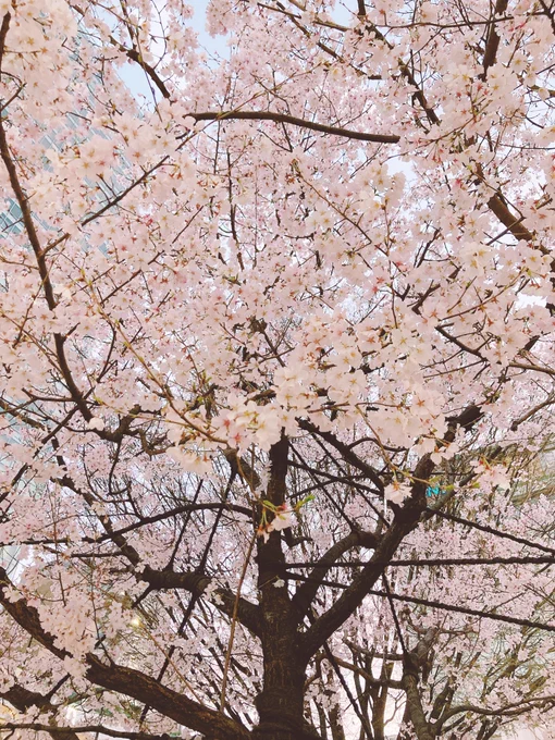 春!咲かずにはいられない! 