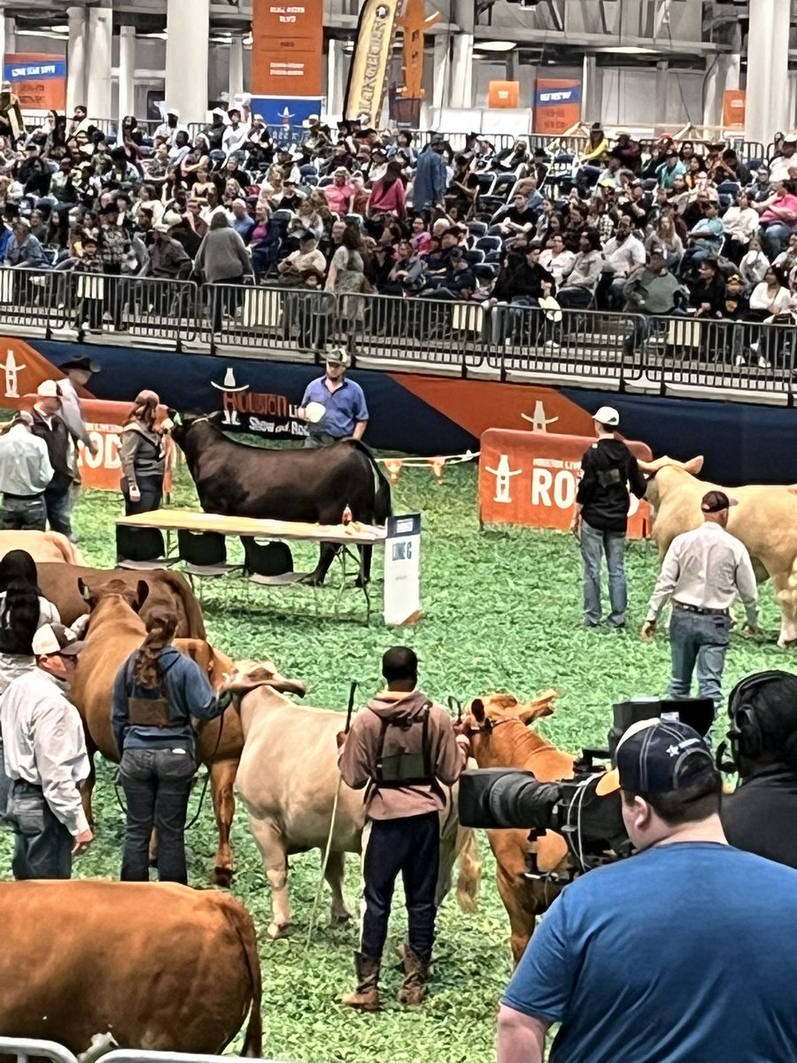 FFAHightower's tweet photo. From the pig show to steer classification. It’s been a full day at the rodeo. Good luck tomorrow to our steer kids! #hhsffa #hlsrbound https://t.co/ch5tf87uvI