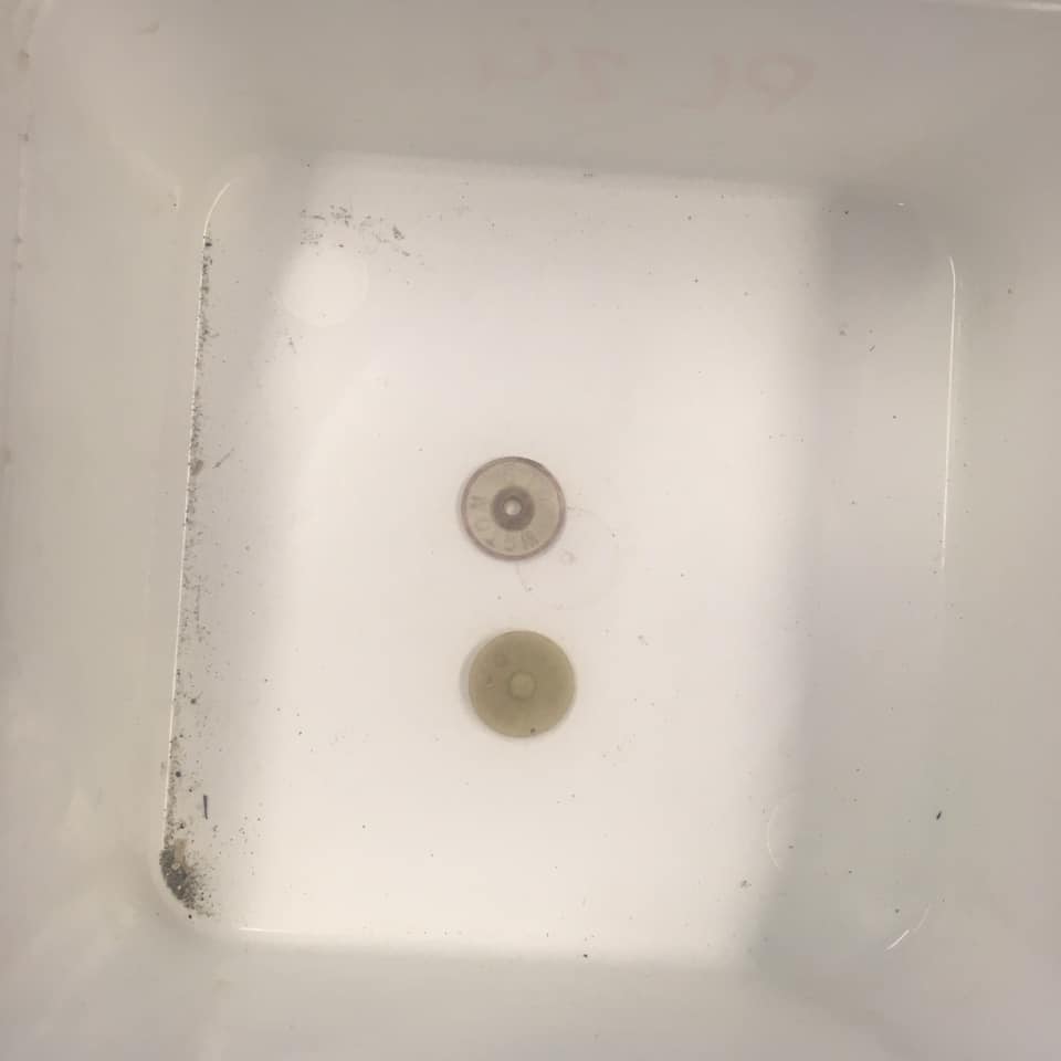 sustaincoasts's tweet photo. Guess the litter!

Do you know what these are? 🧐

Hint: you'll need to be from generation X or older to remember when these were still in use.

#guessthelitter #litterintelligence #beachclean #ocean #cleanseas #protectnature https://t.co/NmjWHgHOuF