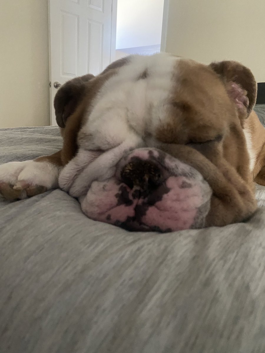 Catching up on all the sleep I missed while wearing the cone. #Englishbulldog #dogsoftwitter