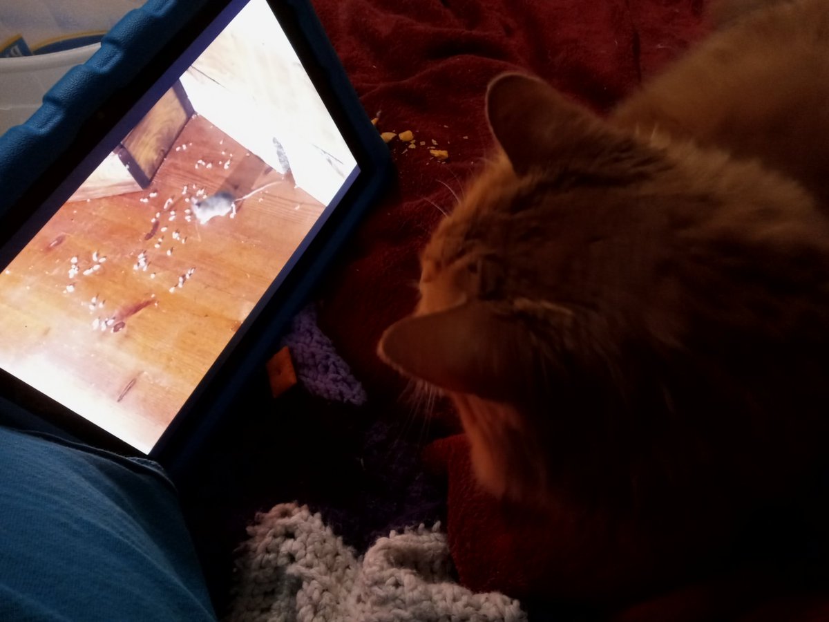 anotherearth's tweet photo. Bradley and I are sitting together watching videos and eating cheez-its.
(yes, he's been begging me for @cheezit)

#CatDadProblems https://t.co/HyquWYvR69