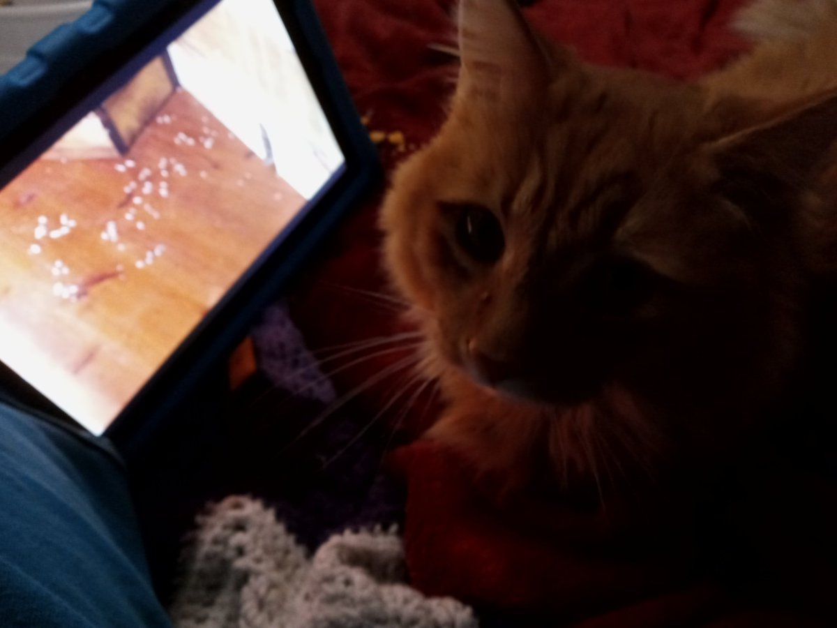 anotherearth's tweet photo. Bradley and I are sitting together watching videos and eating cheez-its.
(yes, he's been begging me for @cheezit)

#CatDadProblems https://t.co/HyquWYvR69