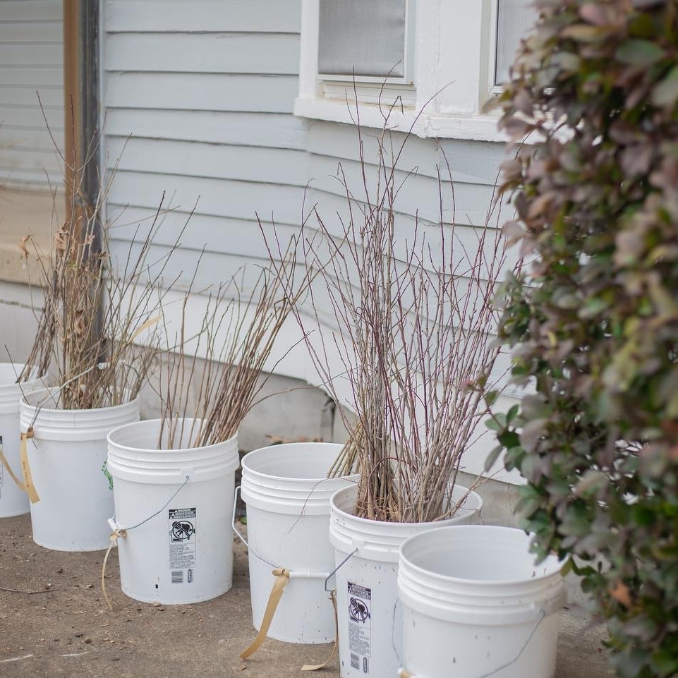 NaturallyMEM's tweet photo. This weekend is Tennessee Tree Day! 🌳 Join Clean Memphis on Friday, March 17, and Saturday, March 18, where they'll give away more than 200 tree seedlings to the community! 

Sign up at https://t.co/O9AaWvR8Z8. 

📸 Clean Memphis https://t.co/ZllKFsZS7I