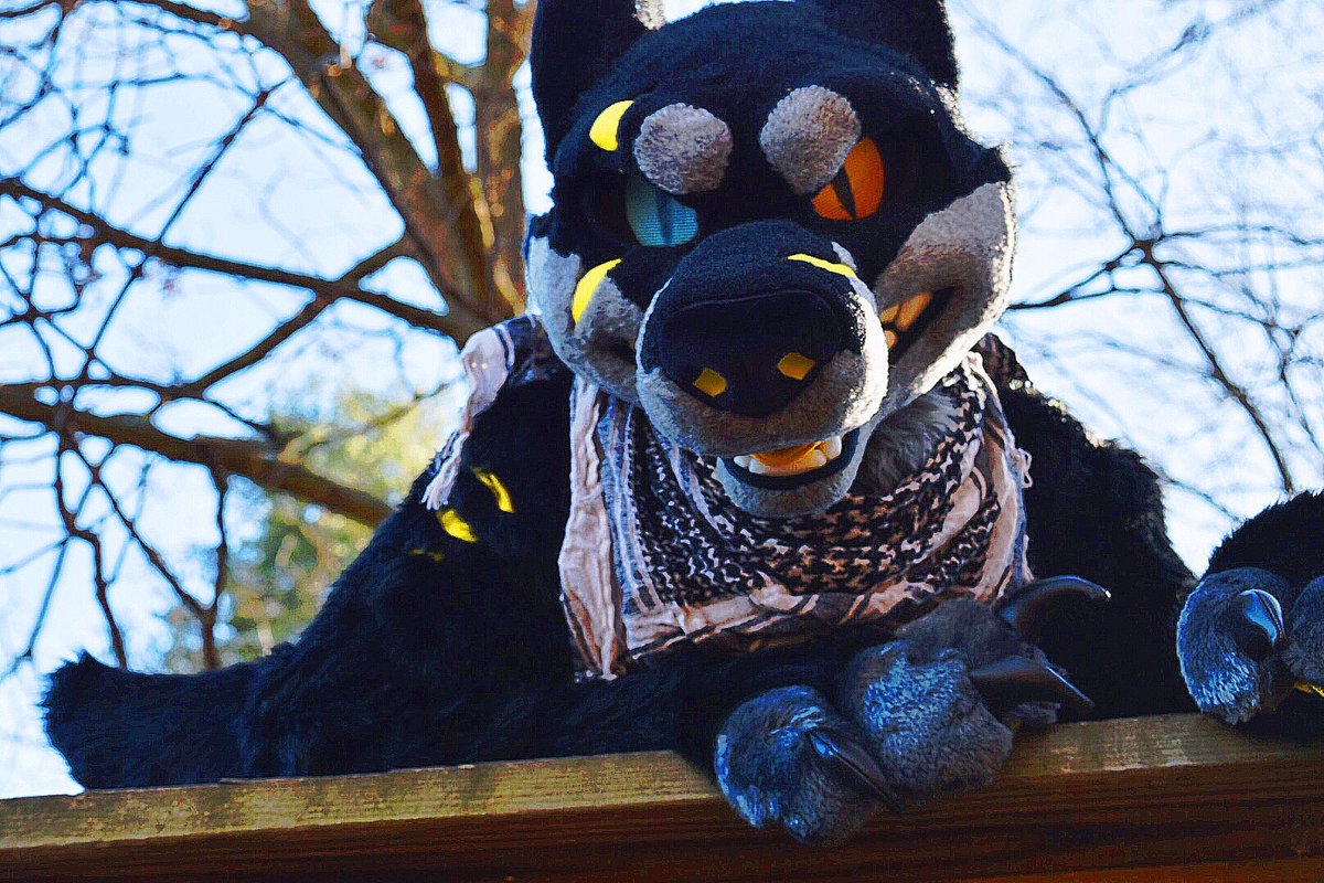 Twilight_Saint's tweet photo. No matter where the rough seas take ya...make sure you have a sturdy shore to return to!🛥🛫
#furry #furries #fursuit #barkshark https://t.co/mjwQySGipY