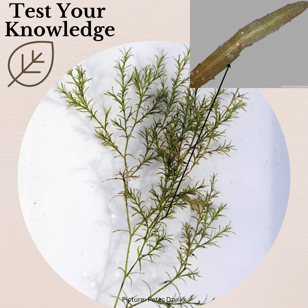 NEAPMS1's tweet photo. Happy Plant Day!๐ฟWhat #aquatic plant am I?
Check out our other social media channels for hints! #apms #neapms #lakemanagement #plantsforlife https://t.co/JCZ9RnFxZg